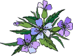 fioriblu