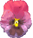pensy