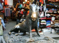 cinghiale