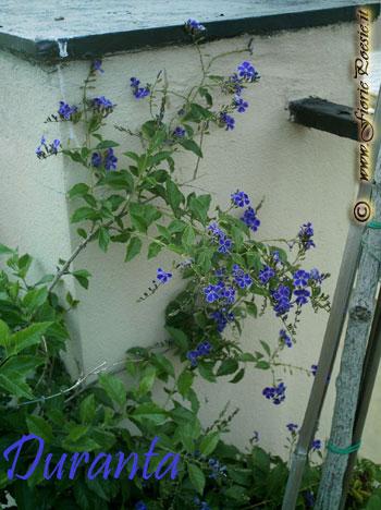 Duranta