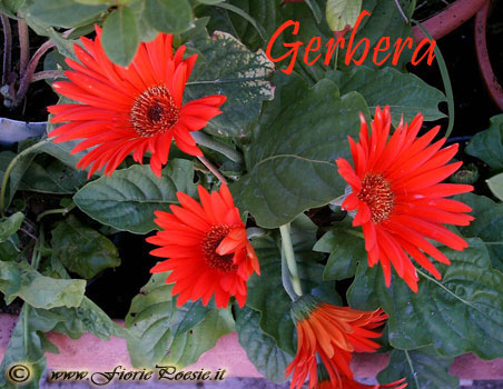Gerbere