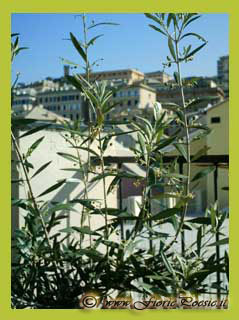 Collegamento a Fiori e Frutti