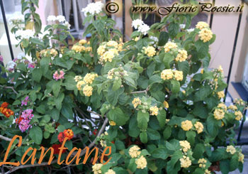 Lantane