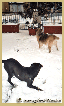 neve 3