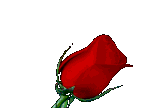 redrosedx