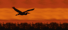 volo