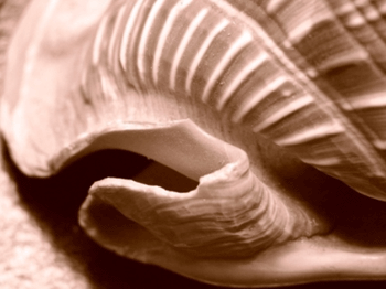 conchiglia3
