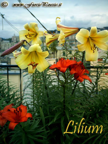 Lilium