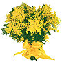 mimosa