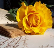 Immagini/rosagialla